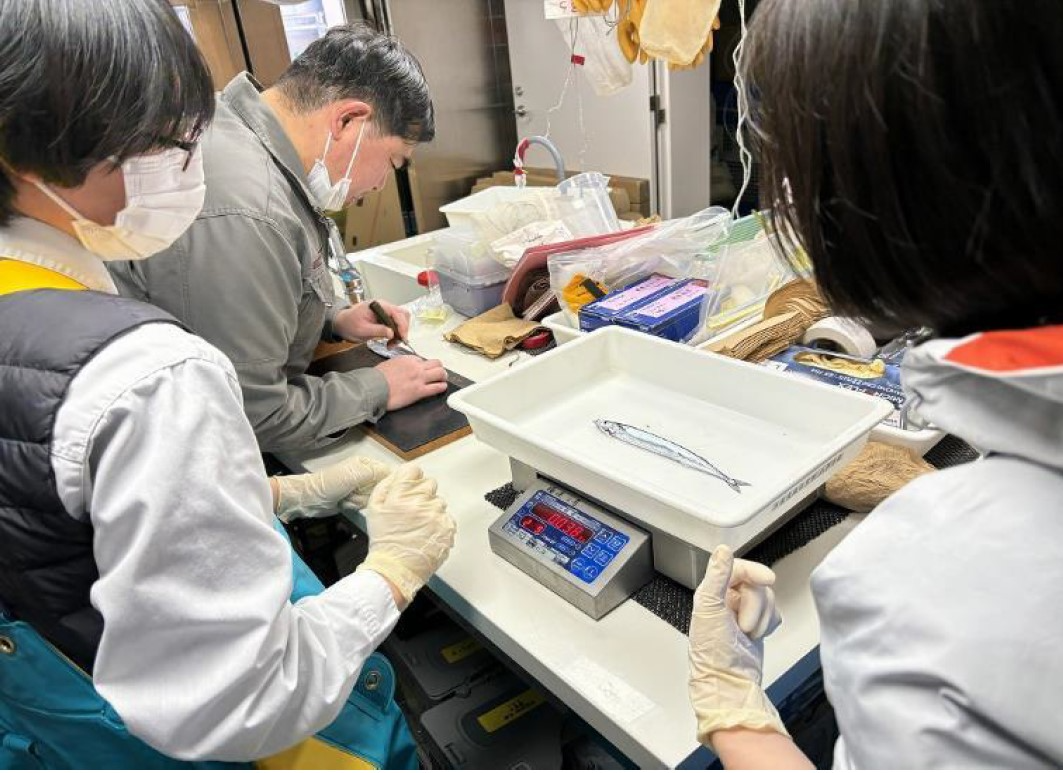 サンマの魚体測定