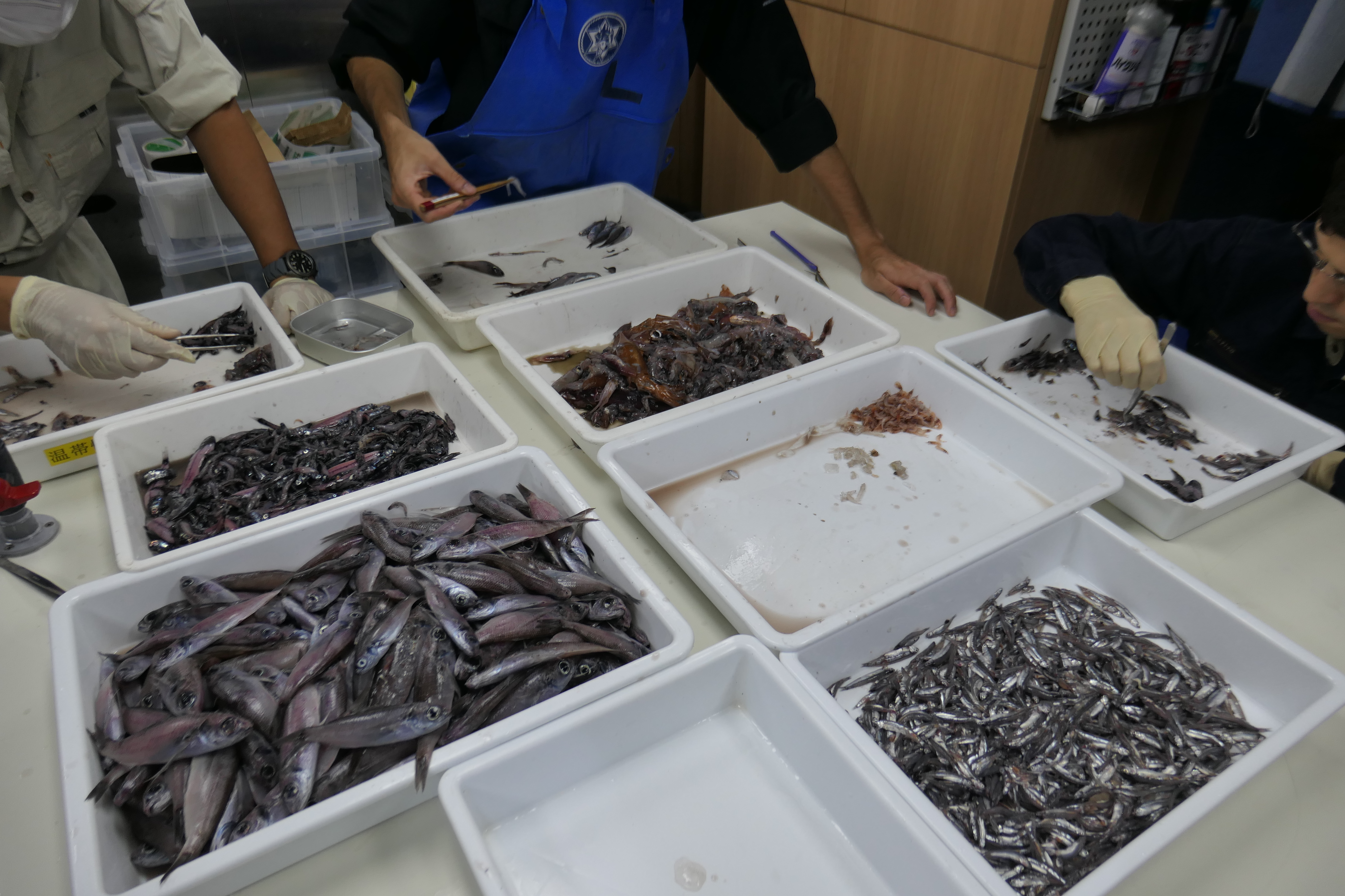 トロール網にて漁獲されたサンプル