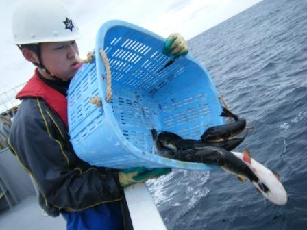 フグを海に放流する漁業取締船乗組員