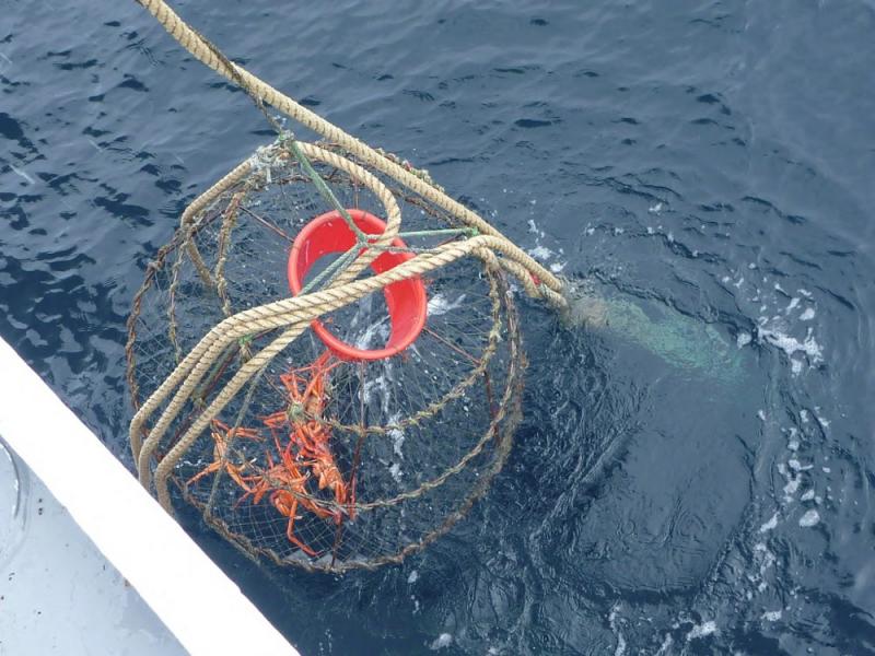 かにかごを引き上げる様子