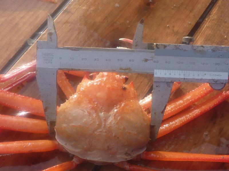 かにの甲羅の幅を測る様子