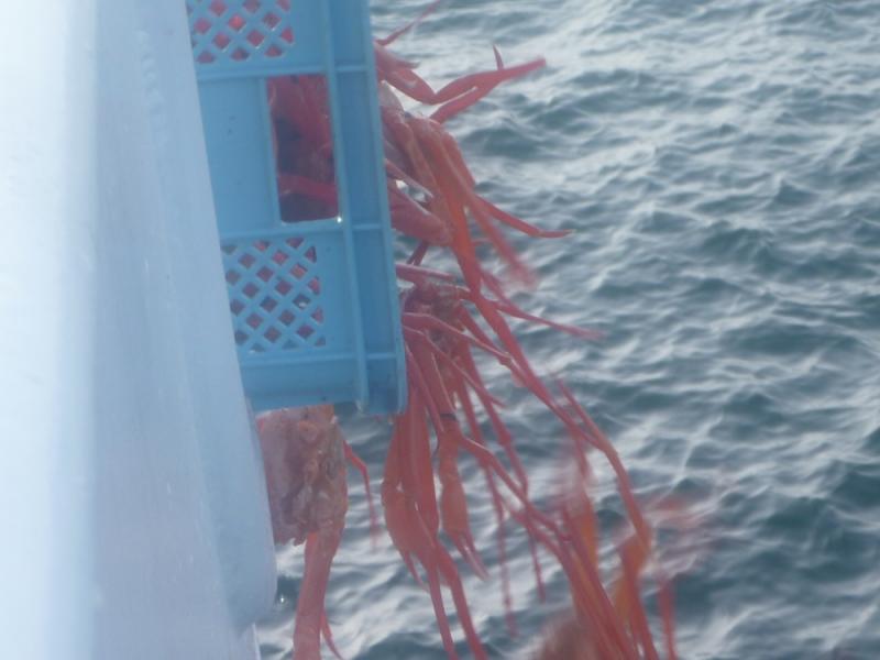 かにを海に放流する様子