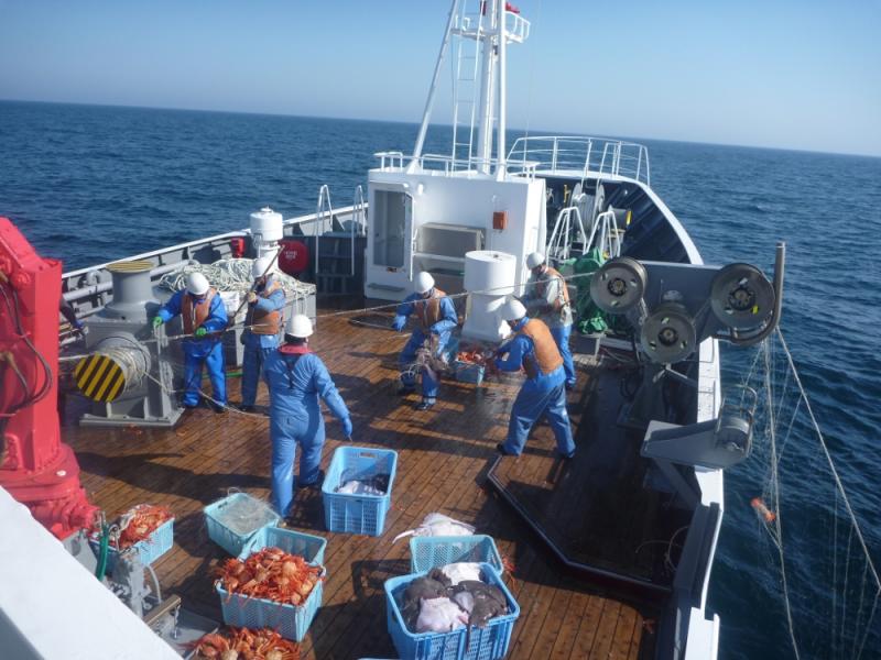 甲板上で刺し網を引き上げる漁業取締船乗組員