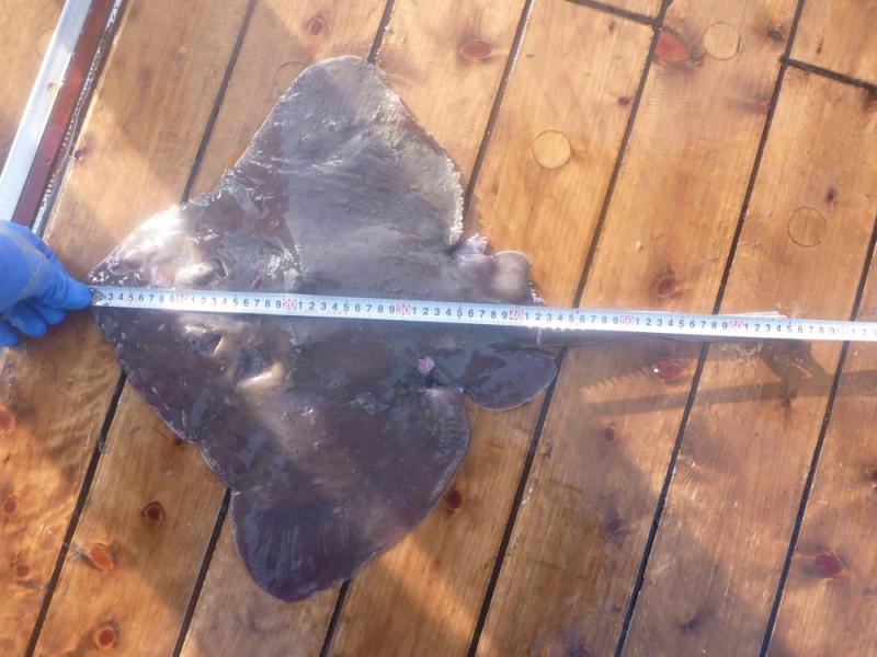 えいの体長を測る様子