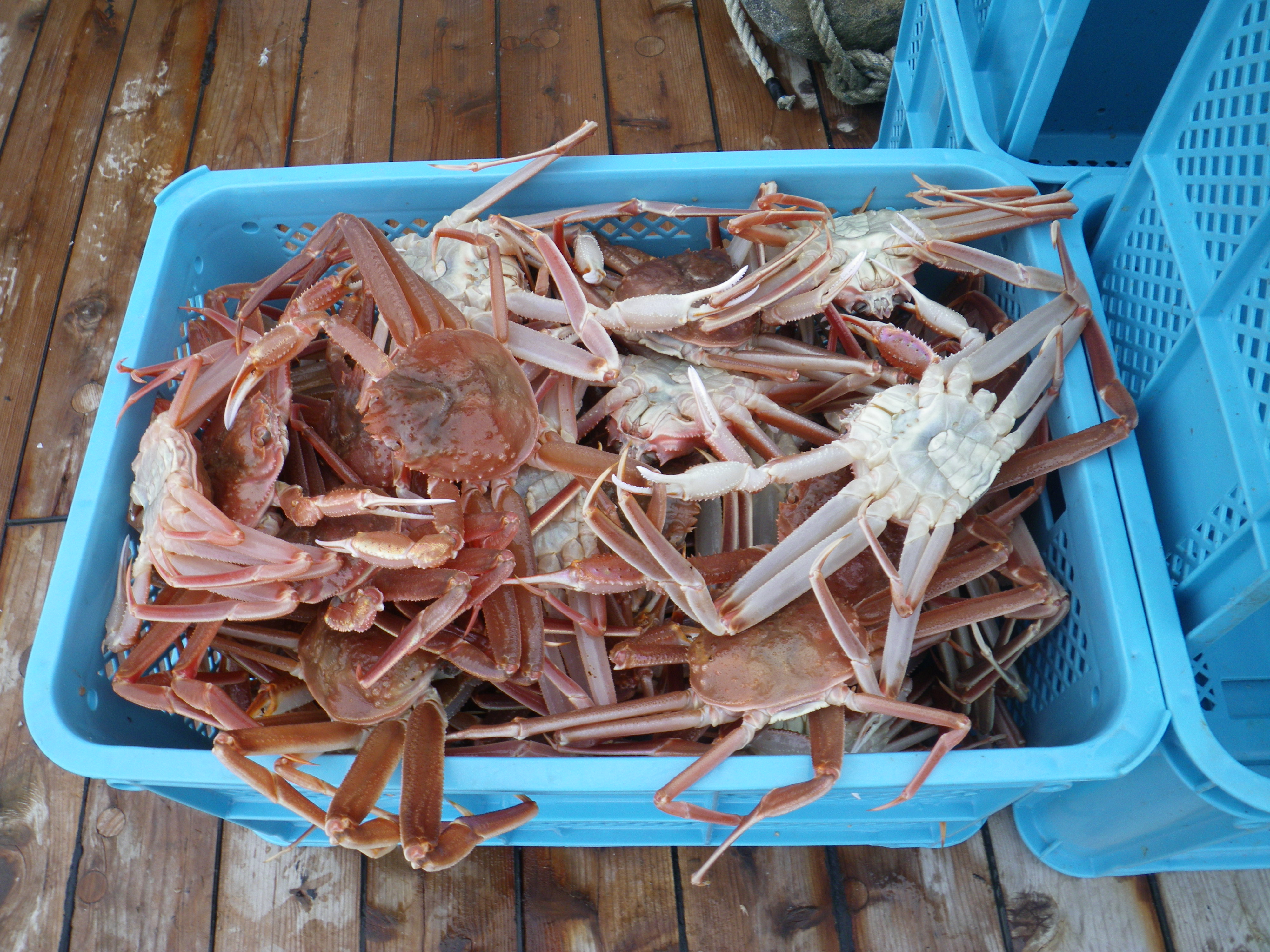 多数のかにが入ったバスケット