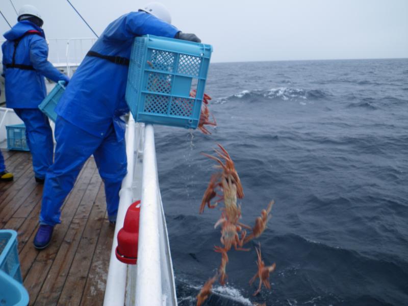 甲板上でかにを海に放流する漁業取締船乗組員