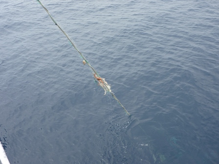 海上でロープが引き上げられる様子