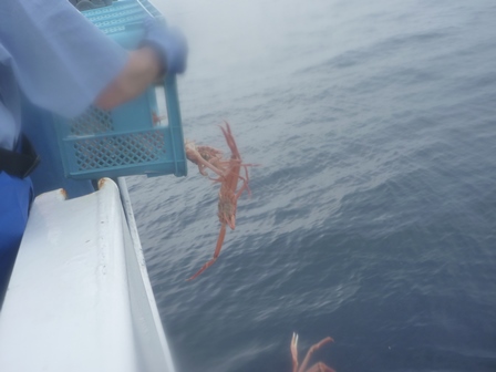 甲板上でかにを海に放流する様子